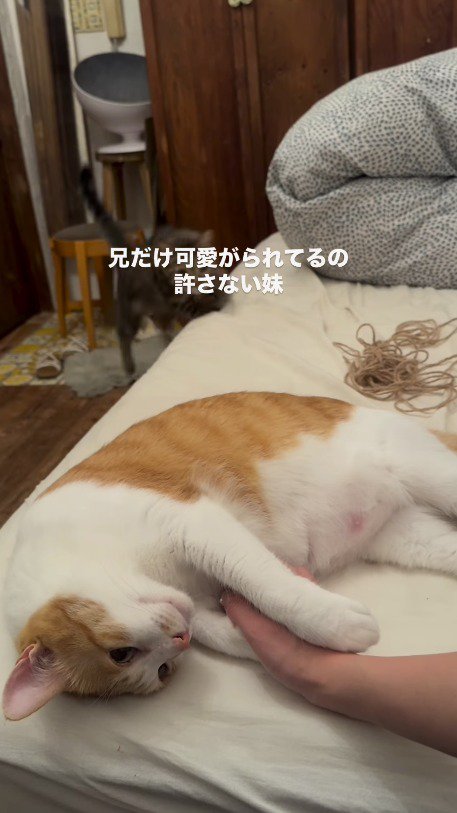 ベッドの上へジャンプするキジトラ猫