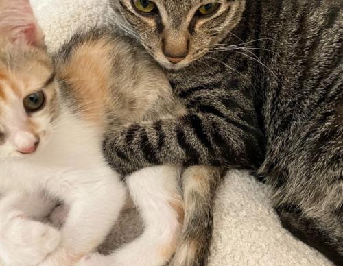 子猫をホールドする成猫(ズーム)