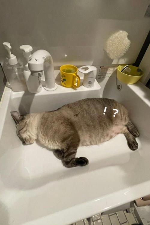 洗面台で寝ている猫