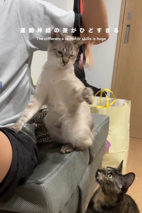 猫じゃらしで遊ぶ白い猫