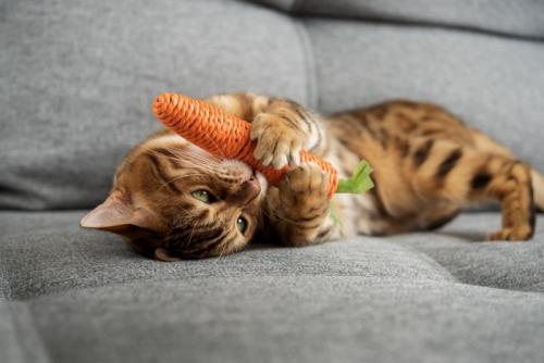 おもちゃで遊ぶ子猫