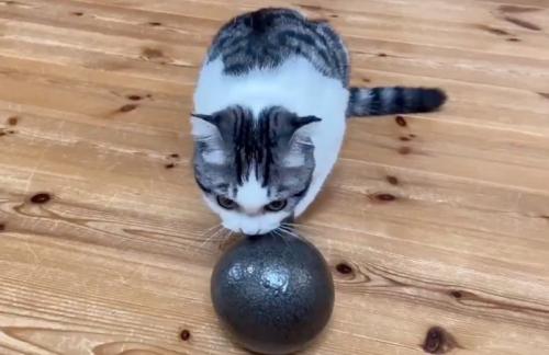 ダンベルを持ち上げようとする猫