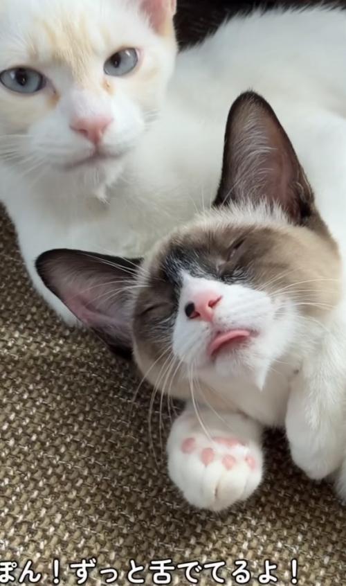 猫をなめる猫の写真2