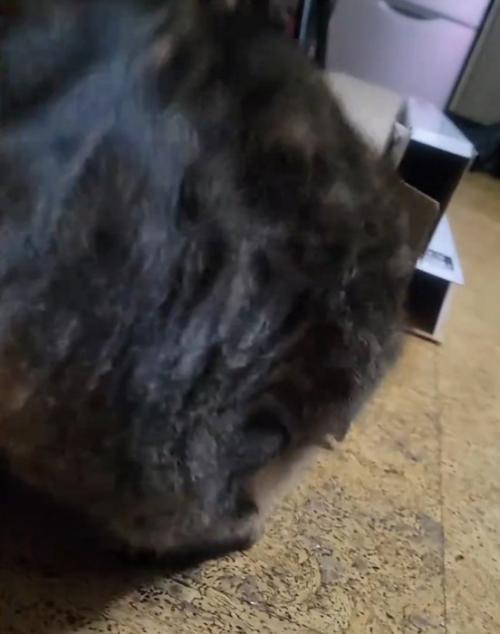 カメラにお尻を向ける猫