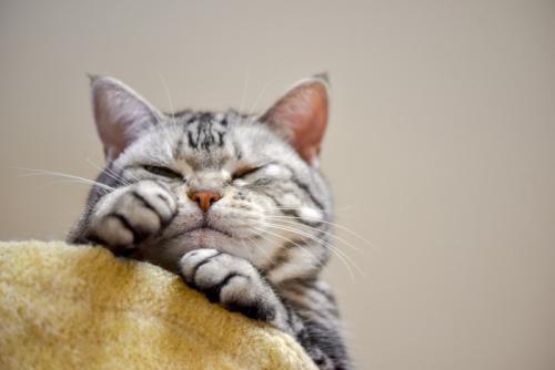 寝起きでぼーっとする猫