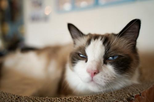 寝起きの猫