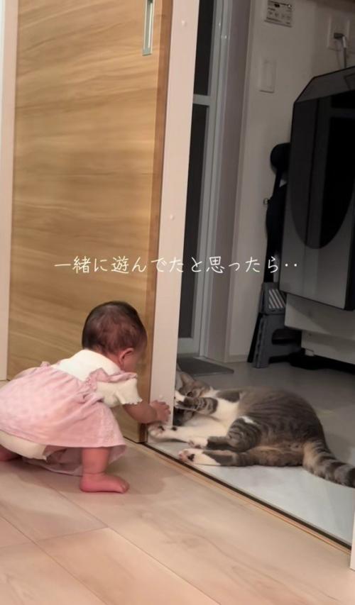 遊んでいる猫と赤ちゃん