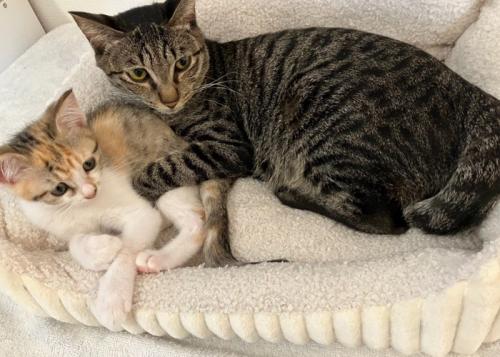 子猫をホールドする成猫