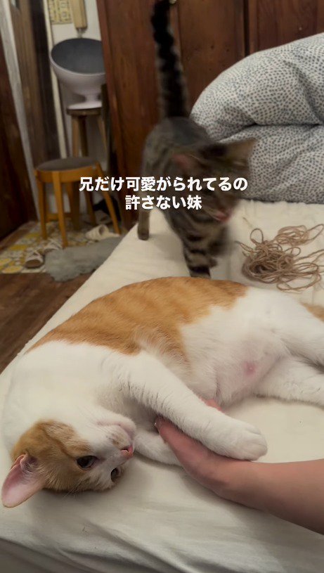 ベッドに乗るキジトラ猫