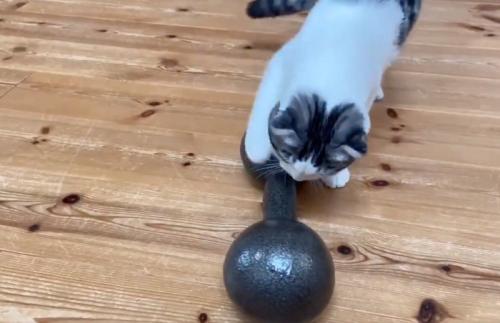 ダンベルに触れる子猫