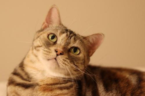 首をかしげて上を見る猫