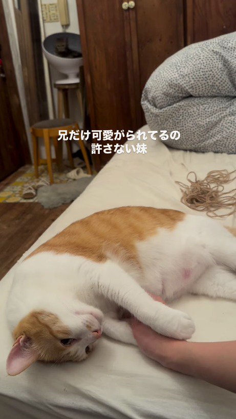 ベッドの上にいる茶白猫と飼い主を遠くから見つめるキジトラ猫
