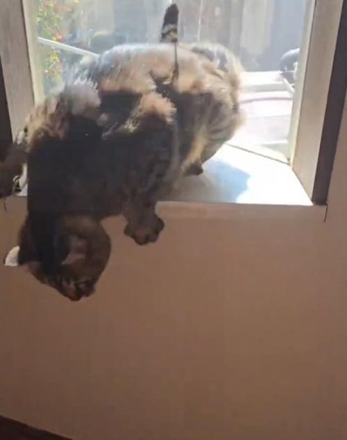 落ちそうになる猫