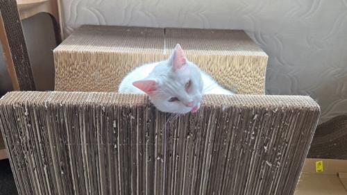 爪とぎにいる猫