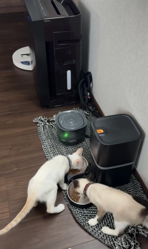 ご飯を食べる猫の写真1