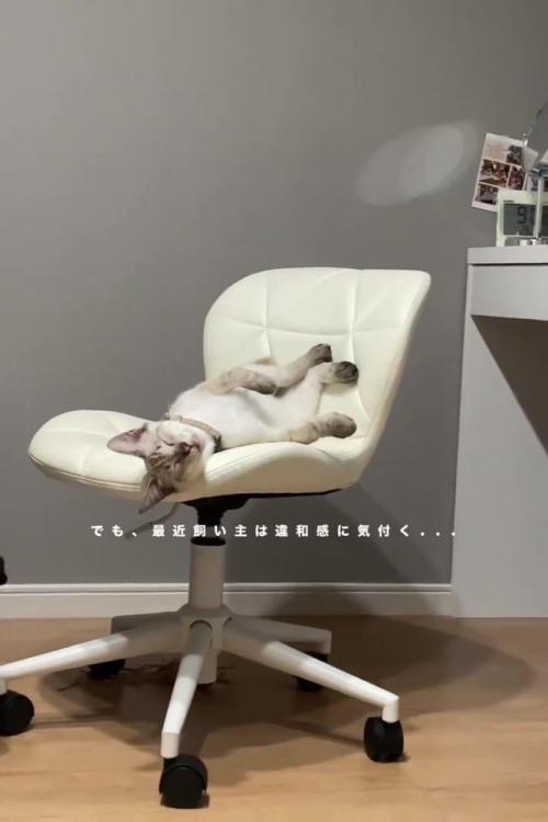 イスの上で寝ている猫