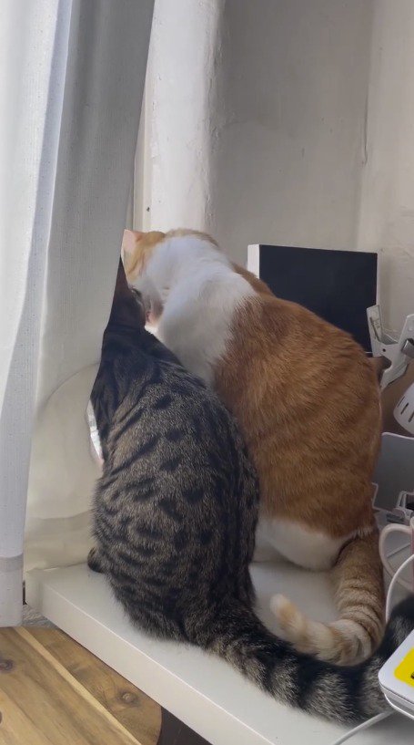 茶白猫を見つめるキジトラ猫