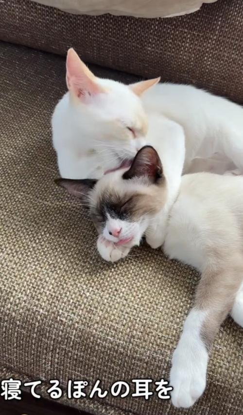 猫をなめる猫の写真1