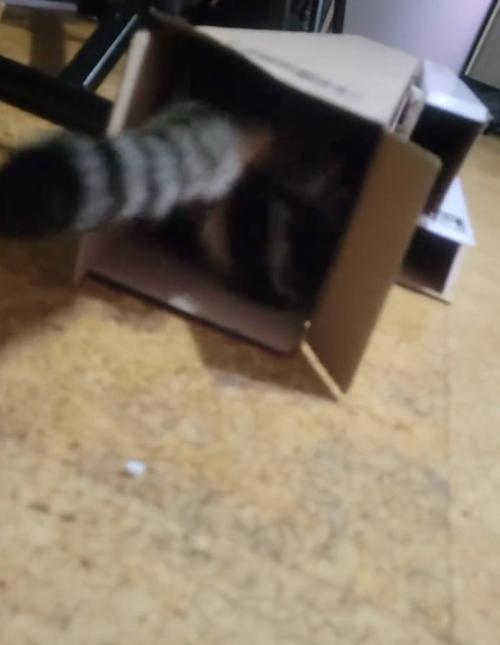ダンボールから出るしっぽ