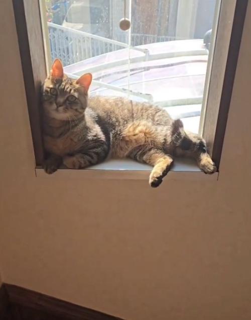 セクシーポーズをする猫