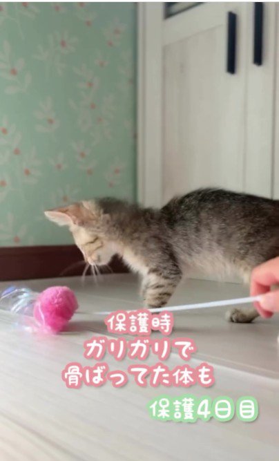 猫じゃらしで遊んでいる子猫