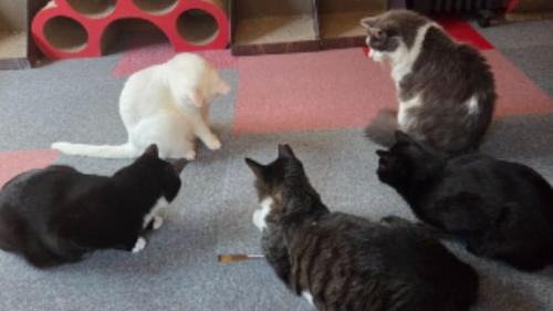 室内にいる猫たち