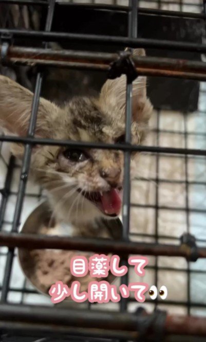 目薬をさした子猫