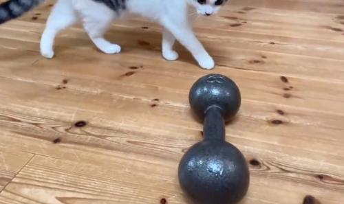 ダンベルを観察