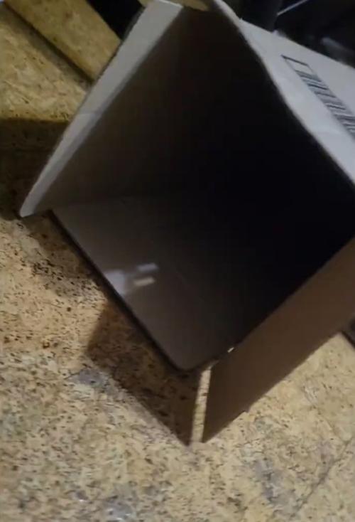 ダンボールの中に入る猫