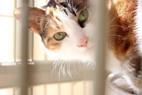 ケージから覗き込む猫