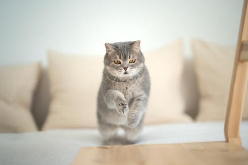ジャンプしようとする猫