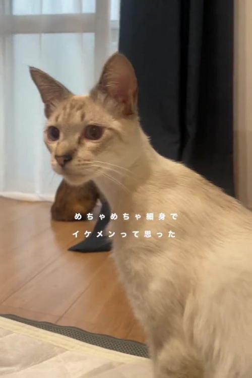 振り向く猫
