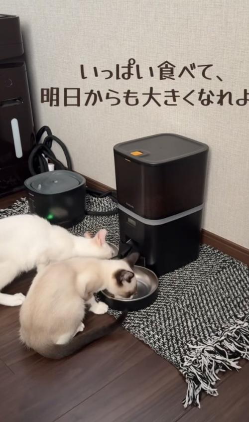 「いっぱい食べて...」のテロップ写真