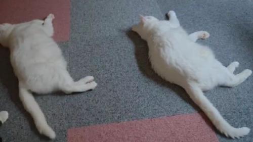 寝ている猫たち