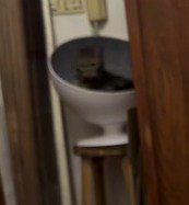 台から立ち上がるキジトラ猫