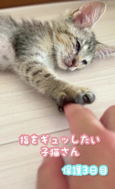 横になっている子猫