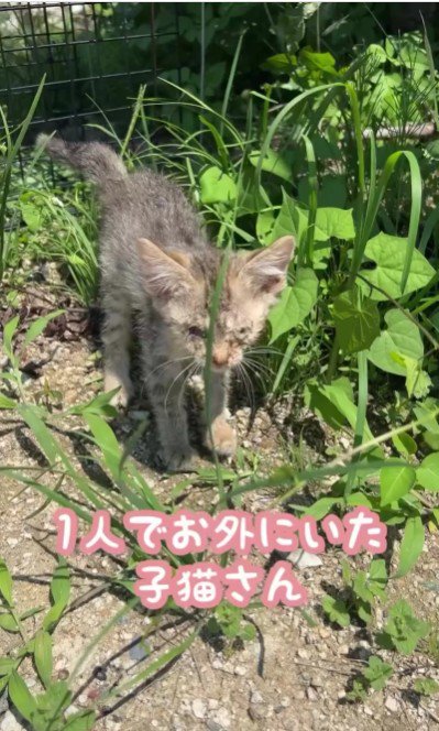 鳴いている子猫