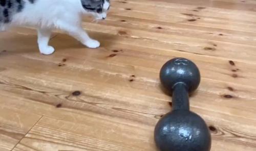 ダンベルを見つめる子猫