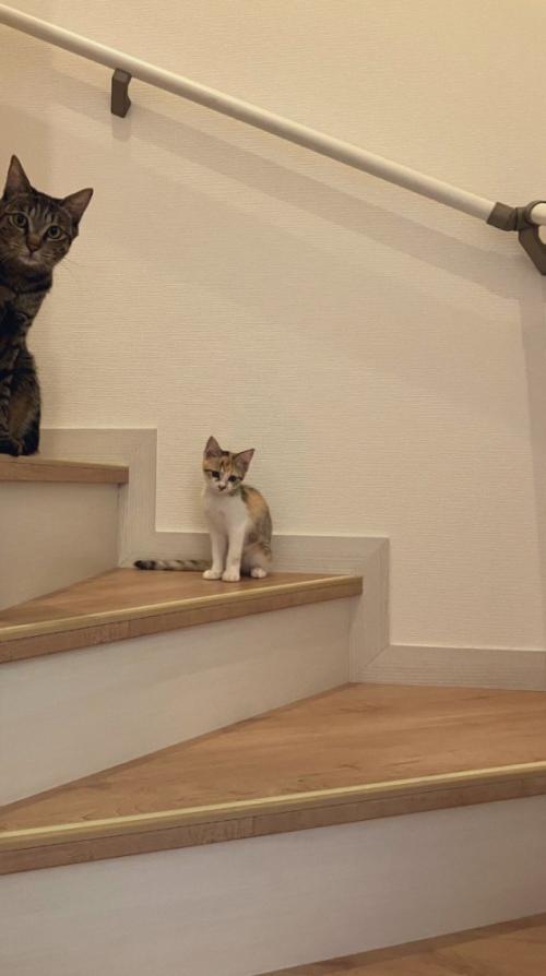 階段に猫二匹