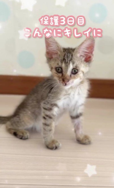 座っている子猫