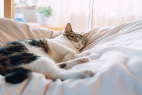 リラックスする猫