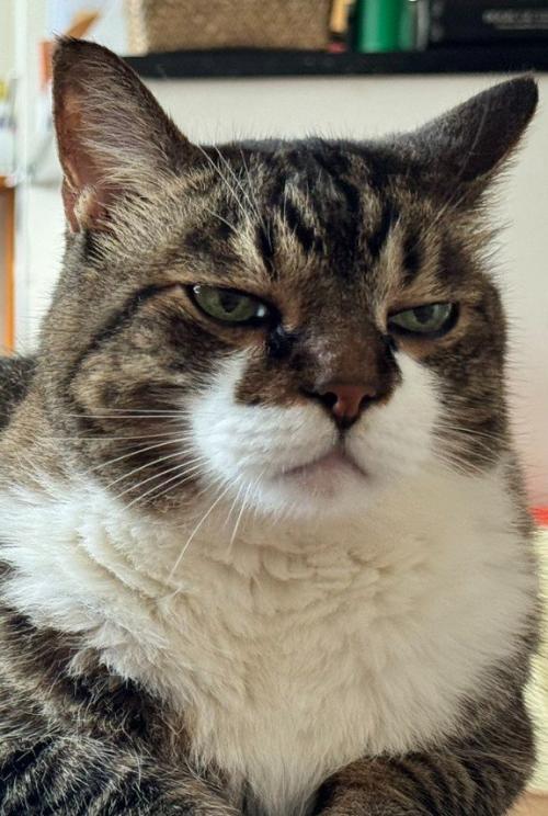 ジト目の猫の顔(アップ)