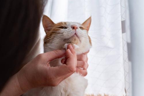 あごを拭かれている猫