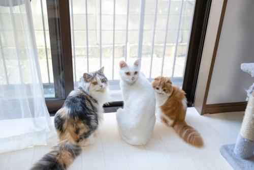 集まっている猫たち