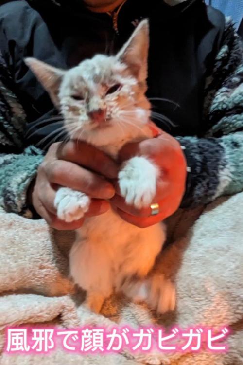猫風邪の猫