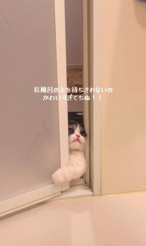バスルームに入ろうとするトトロちゃん