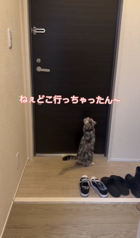 玄関ドアに両前足をかけて立っている猫