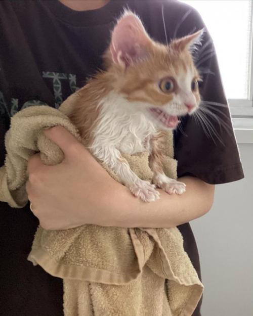 目を丸くして口を開ける猫