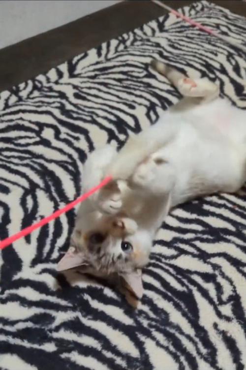 猫じゃらしで遊ぶ猫