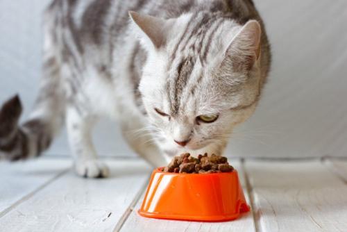 プラスチック製の食器でご飯を食べる猫